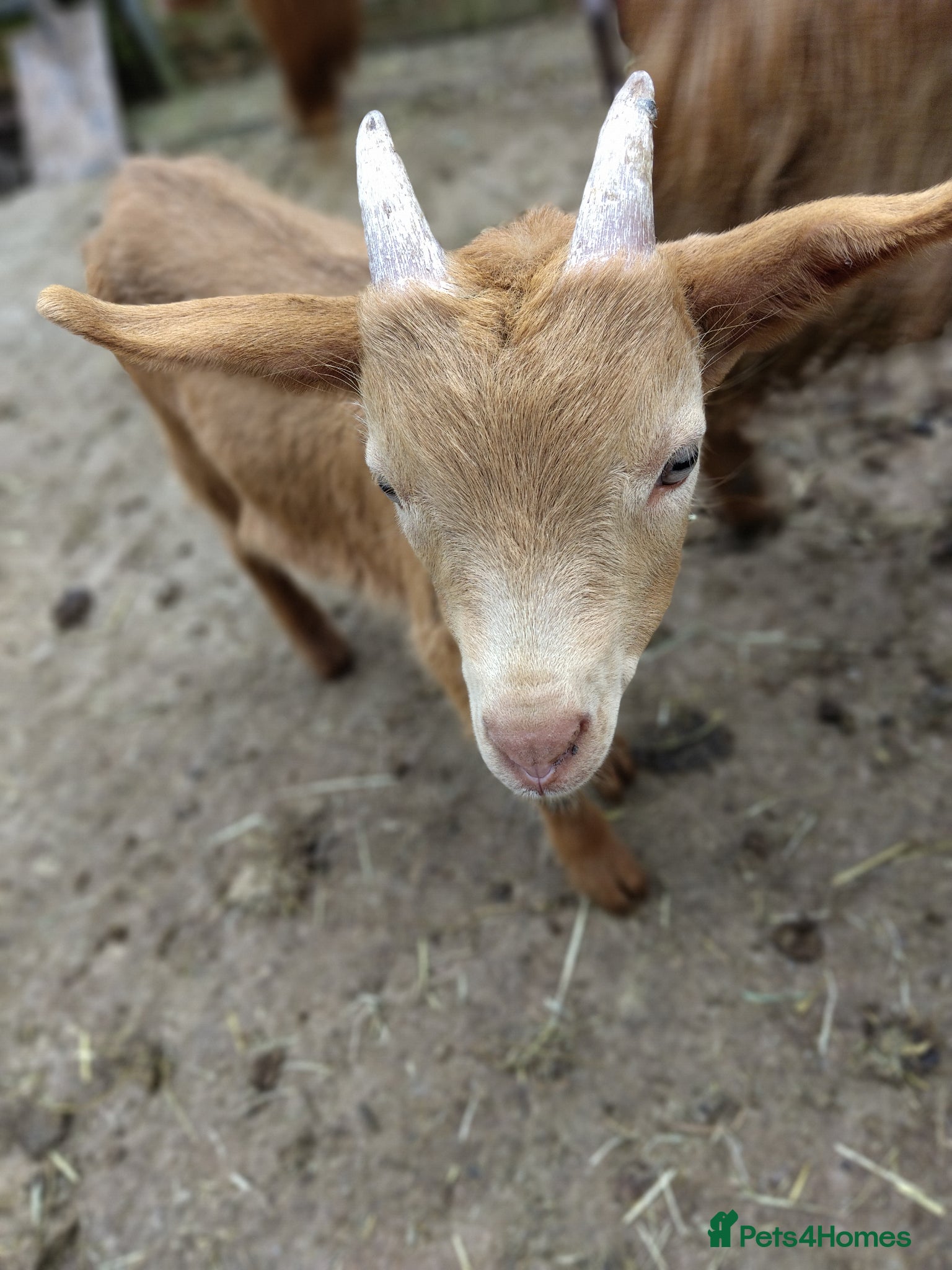 Goats livestock Pedigree royal golden Guernsey goats kids  - Advert 12