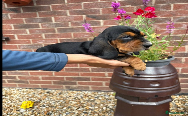 Mixed Breed dogs - Advert 14