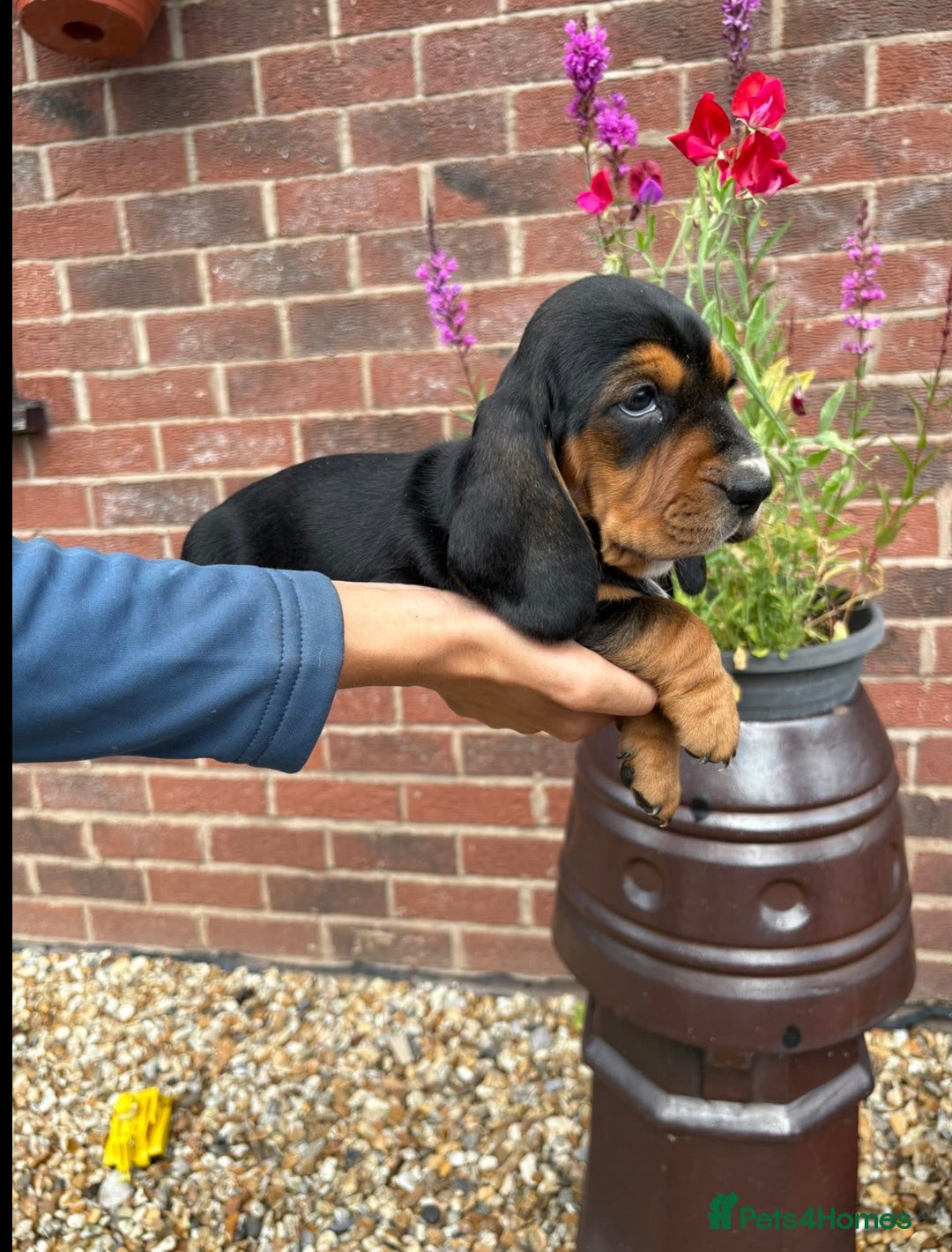Mixed Breed dogs for sale: Beautiful Basset Hound x’s - Image 1