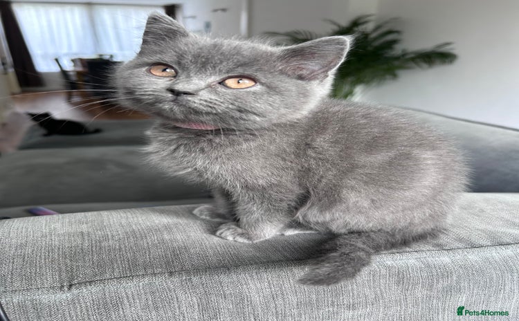 British Shorthair cats - Advert 4