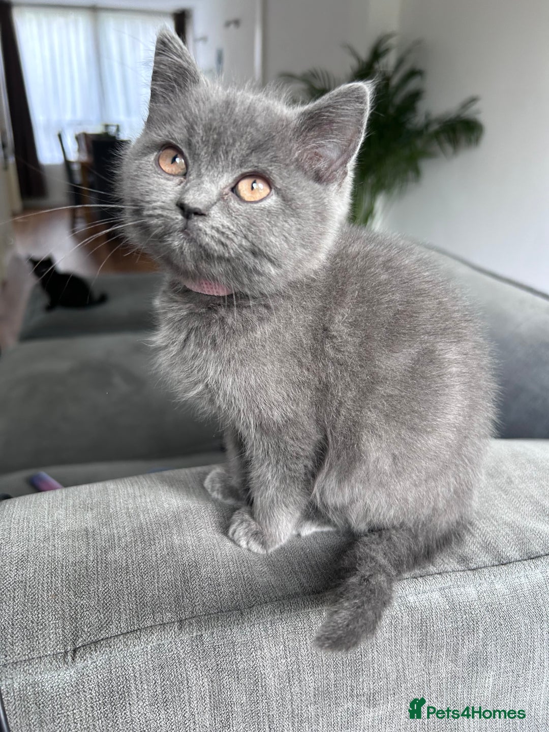 British Shorthair cats for sale: beautiful BSH girl (one girl left)  - Image 1
