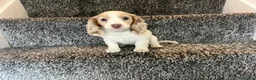 Miniature Dachshund dogs for sale: LONGHAIRED MINIATURE DAXIES READY NOW - Advert 5