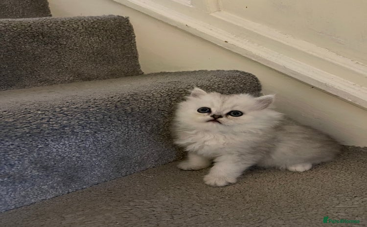 Persian cats - Advert 15