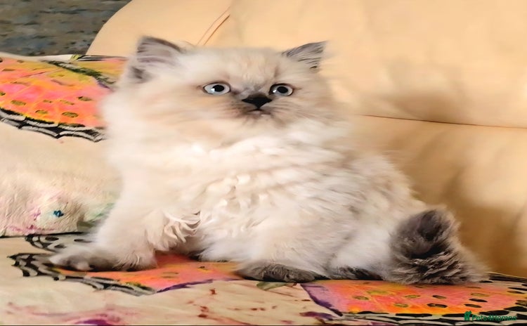 Persian cats - Advert 2