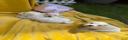 Bichon Frise dogs for sale: ⭐️Gorgeous Bichon Frise Puppies Available ⭐️ - Advert 13