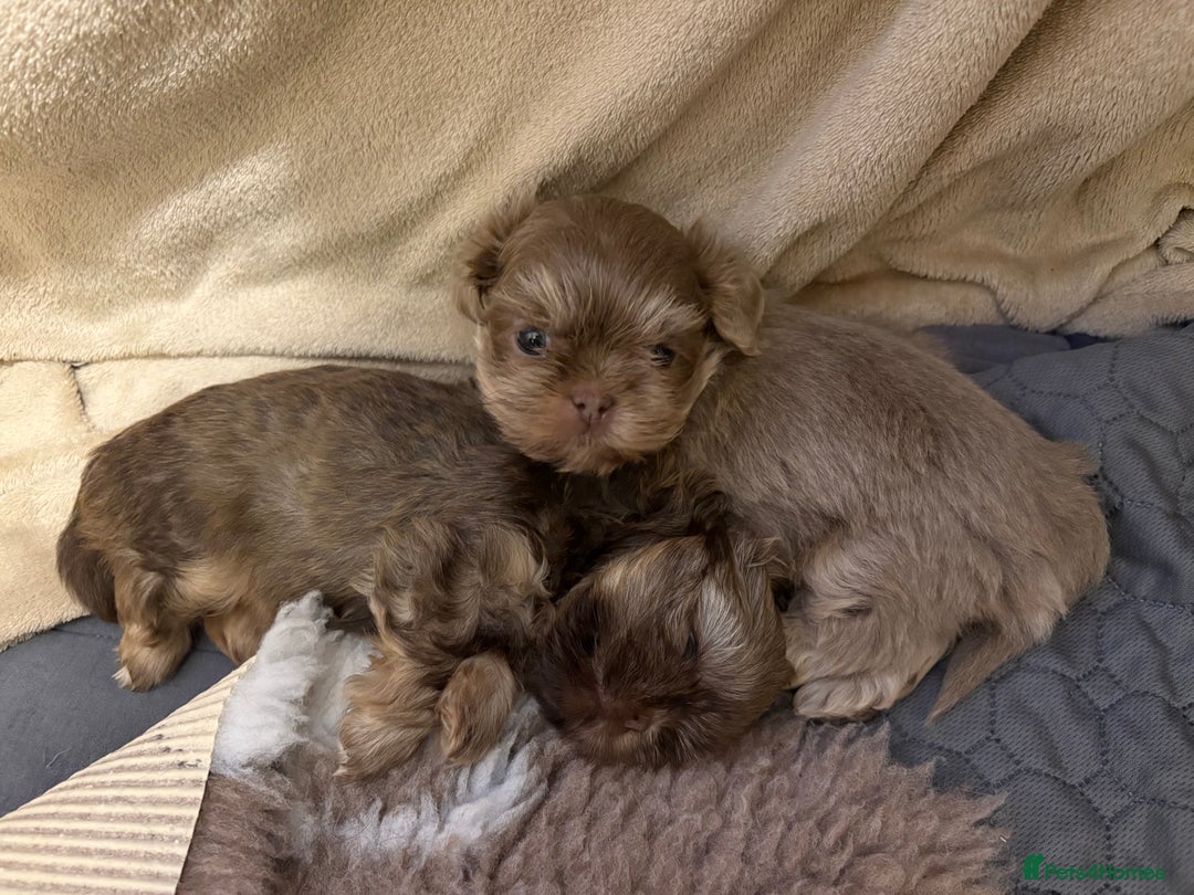 Shih Tzu dogs for sale: Beautiful Shih Tzu Boy - Advert 4