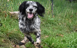 English Setter dogs for adoption: Evo   - Image 10