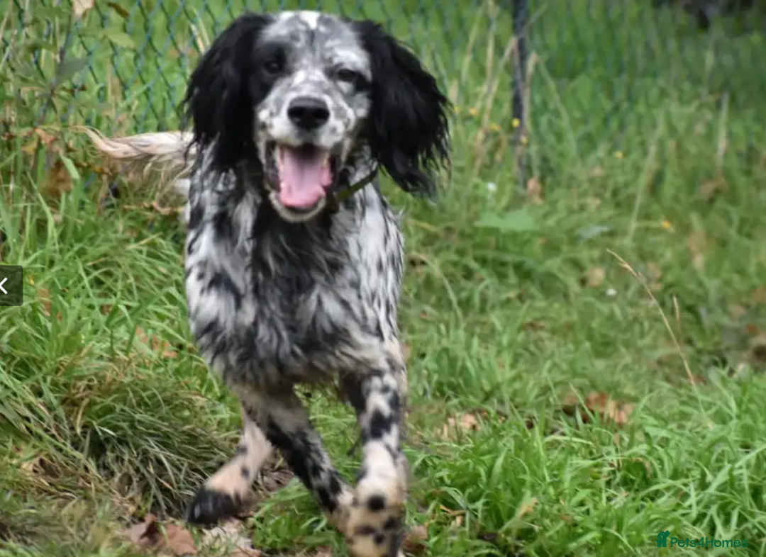 English Setter dogs for adoption: Evo   - Image 10