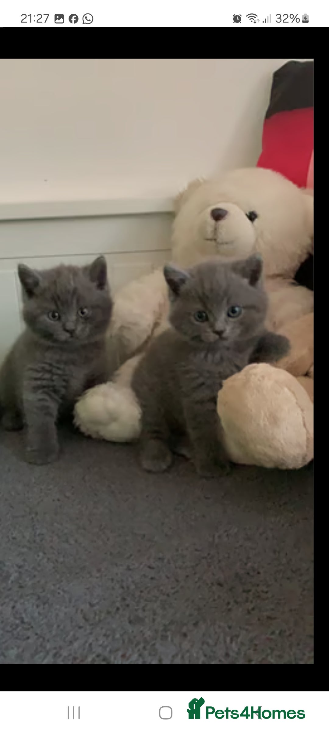British Shorthair cats British shorthair blue  kittens  - Advert 17