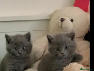 British Shorthair cats British shorthair blue kittens - Advert 17