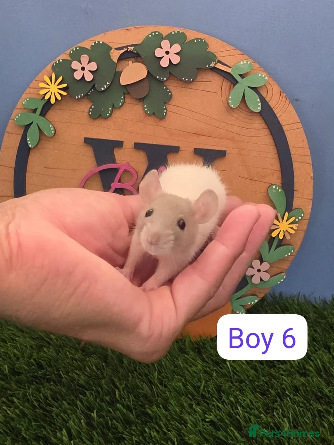 Rat rodents for sale: Dwarf Baby Rats Male Boys Friendly  - Advert 3