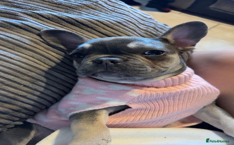 French Bulldog dogs - Advert 1