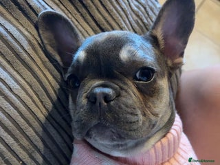 French Bulldog dogs for sale - Advert 1