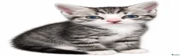Domestic Shorthair cats for sale: Tabbys - Advert 5