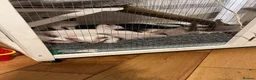 Siamese cats for sale: 🐾 Gorgeous Siamese Kittens 🐾 - Advert 14