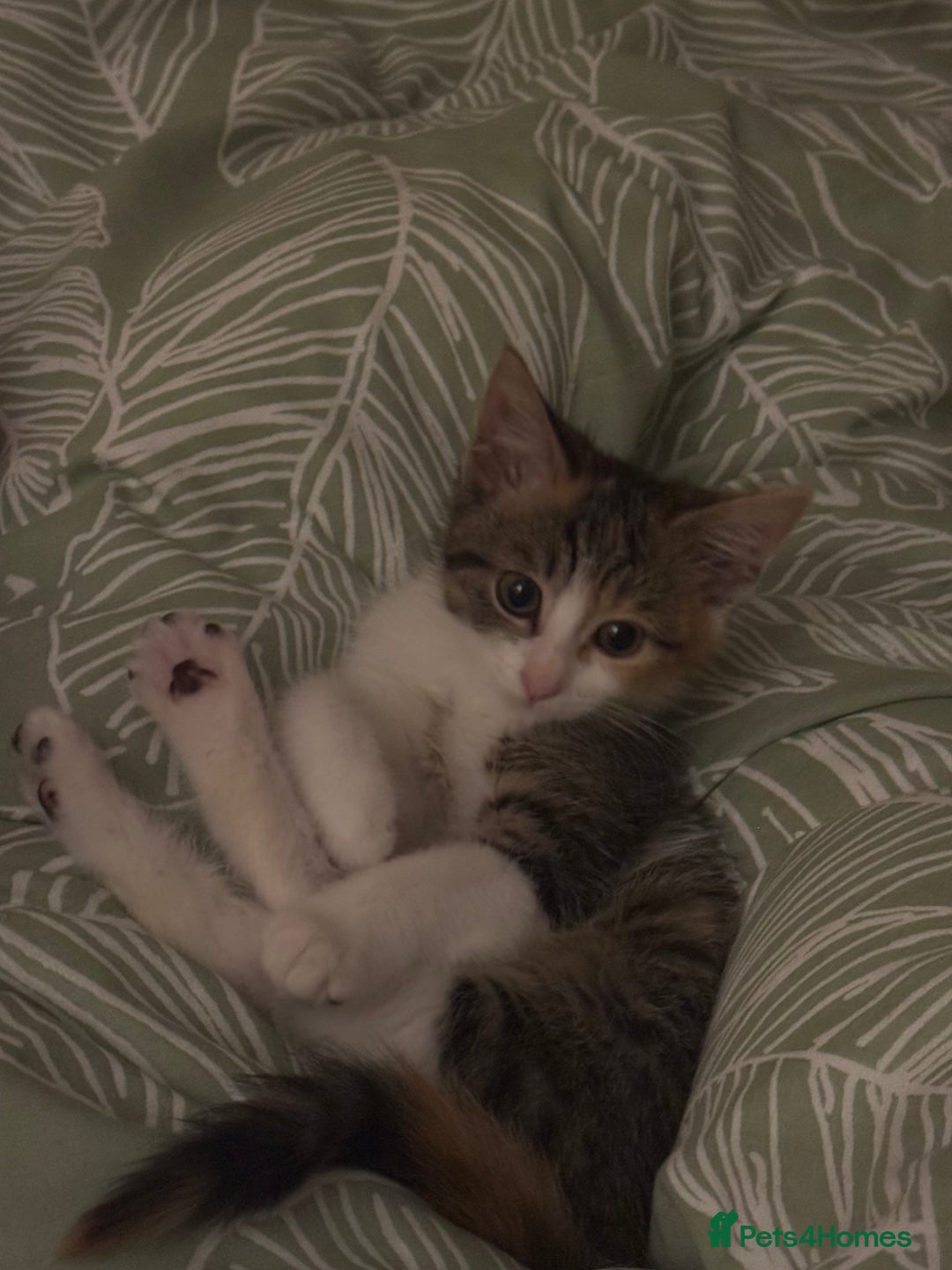 Domestic Shorthair cats for sale: Tabby kitten  - Advert 5