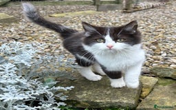 Turkish Van cats for sale: Beautiful kittens ready for loving new homes - Image 2