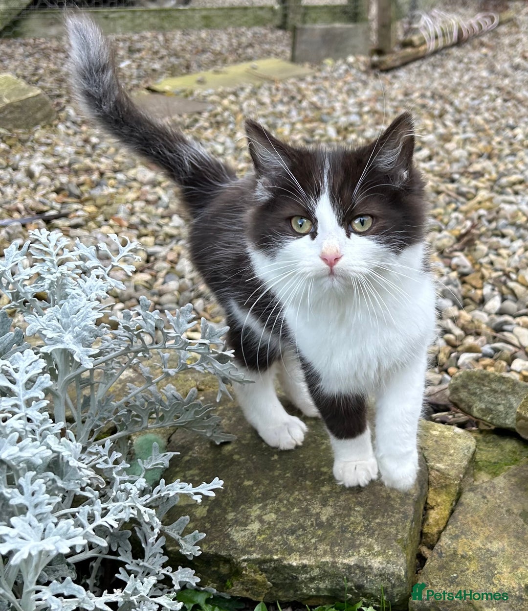 Turkish Van cats for sale: Beautiful kittens ready for loving new homes - Image 2