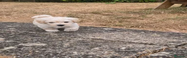 Westiepoo 1
