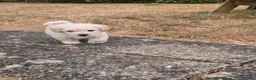 Westiepoo dogs for sale: Westipoos  - Advert 13