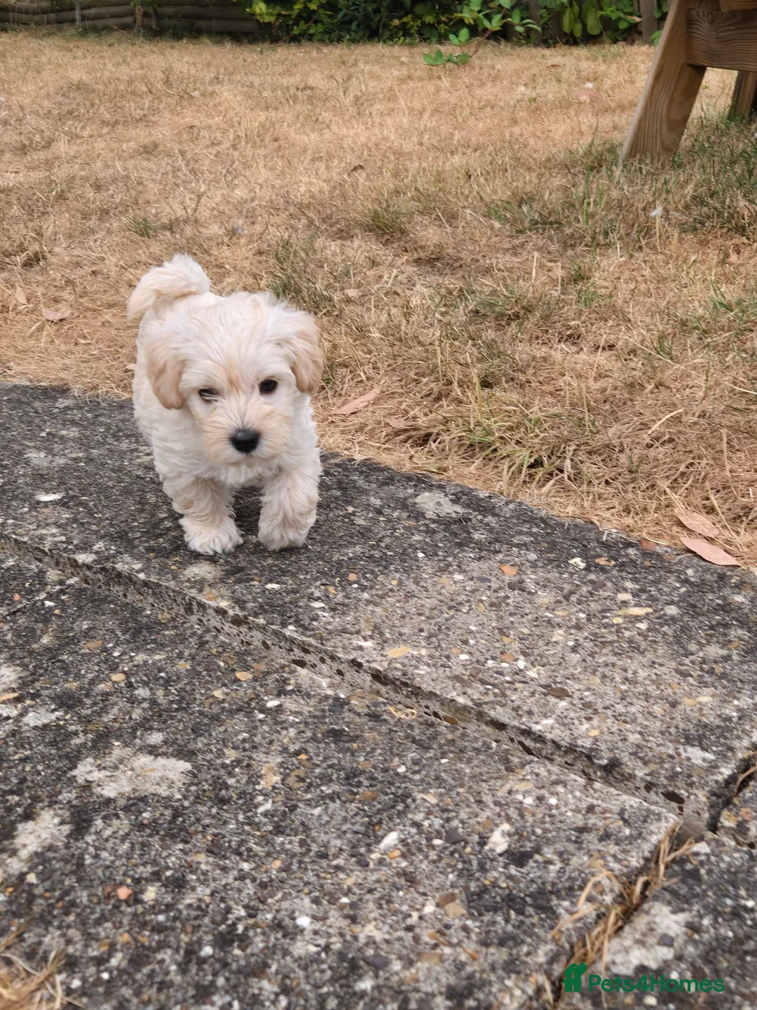 Westiepoo dogs for sale: Westipoos  - Advert 13