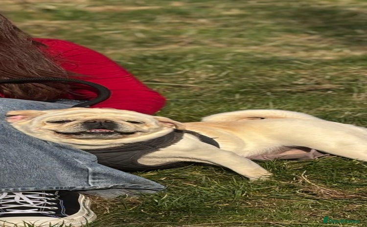 Pug dogs - Advert 1