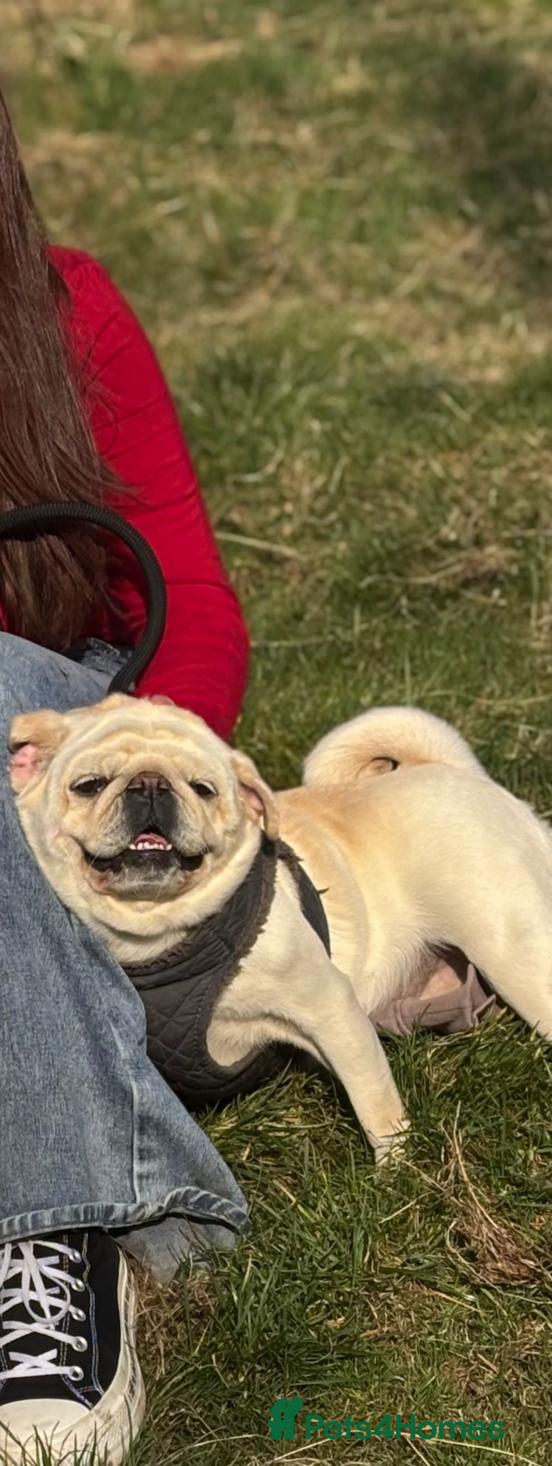 Pug dogs for sale: White pug  - Image 1
