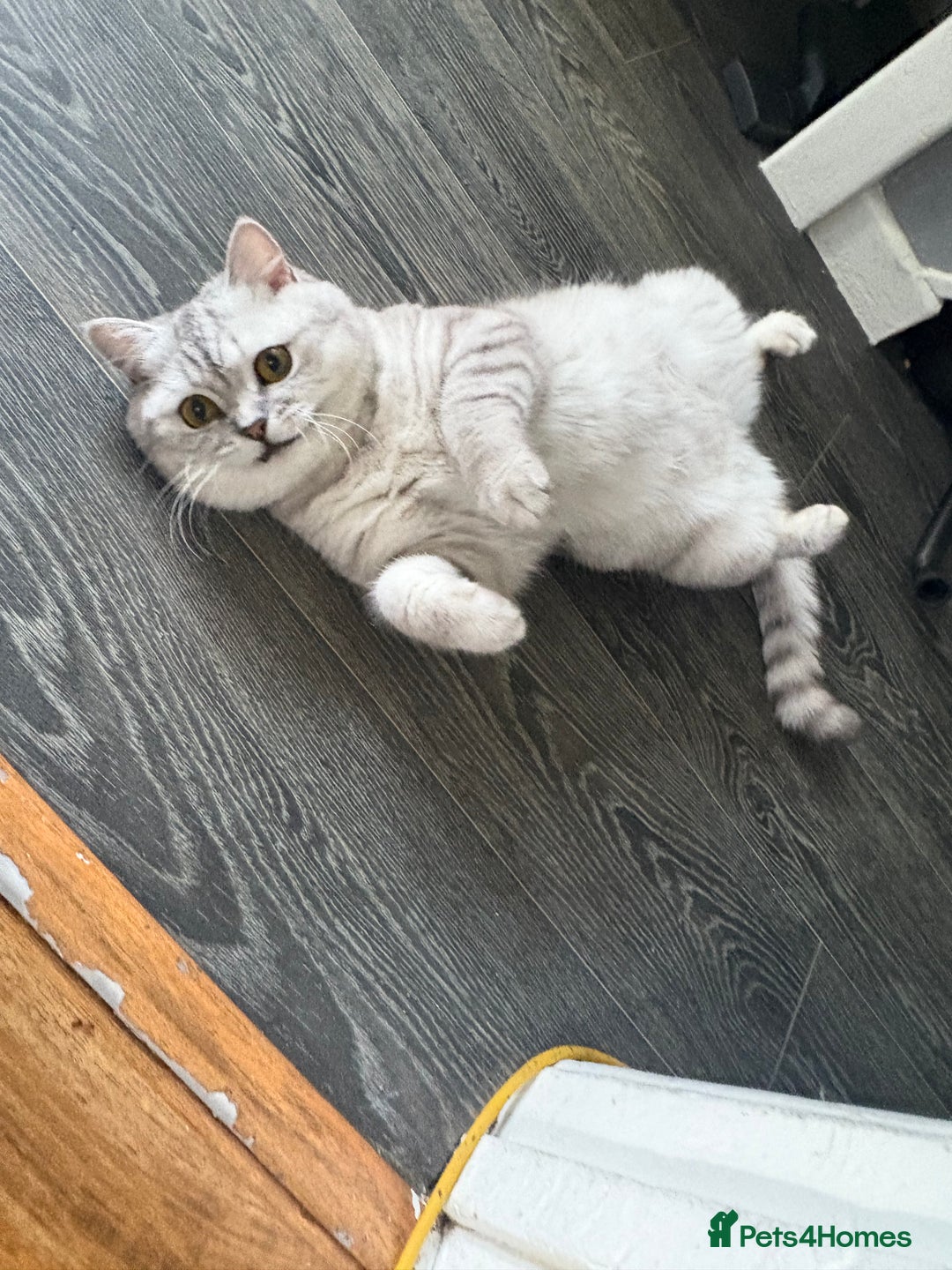 British Shorthair cats for sale: Beautiful bsh kitten, last one left!  - Advert 17