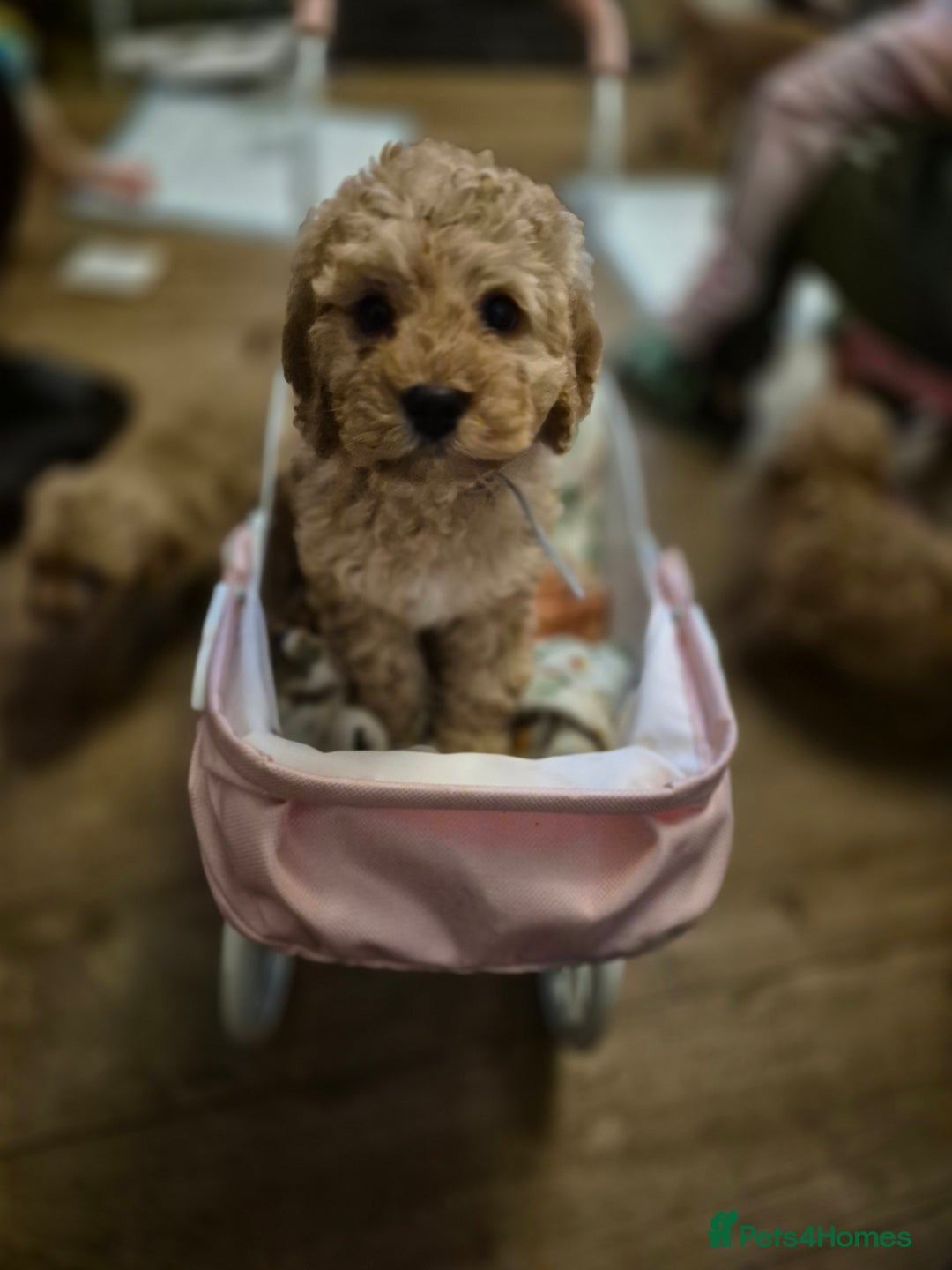 Cockapoo dogs for sale: ***BEAUTIFUL F1B COCKAPOOS*** - Advert 21