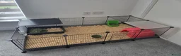 Guinea Pig rodents for sale: Guinea pig boar - Advert 5