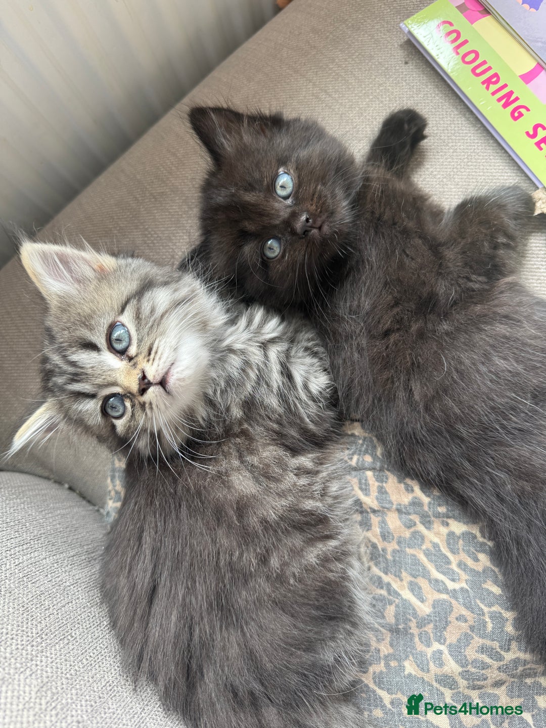 Persian cats for sale: Persian BSH kittens ready next weekend - Image 10