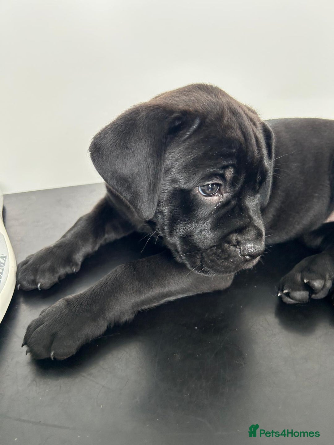 Mixed Breed dogs for sale: Adorable Rottweiler Dogue de Bordeaux x Cane Corso - Image 11