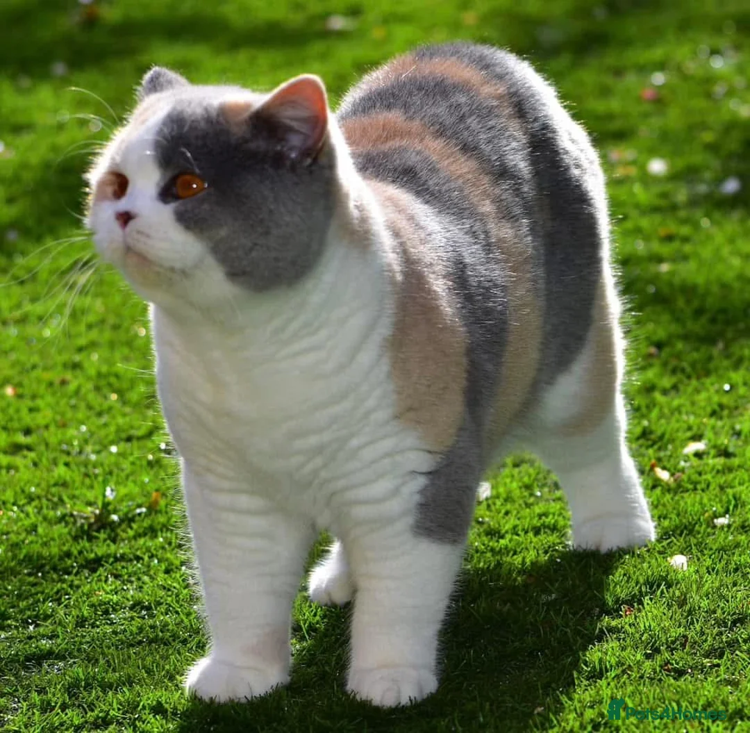 British Shorthair cats for sale: Two beautiful BSH kittens, GCCF registered  - Advert 5