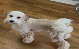Tibetan Terrier dogs for sale: Beautiful Tibetan Terrier Puppy 9 months old - Image 1