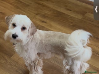 Tibetan Terrier dogs - Advert 2