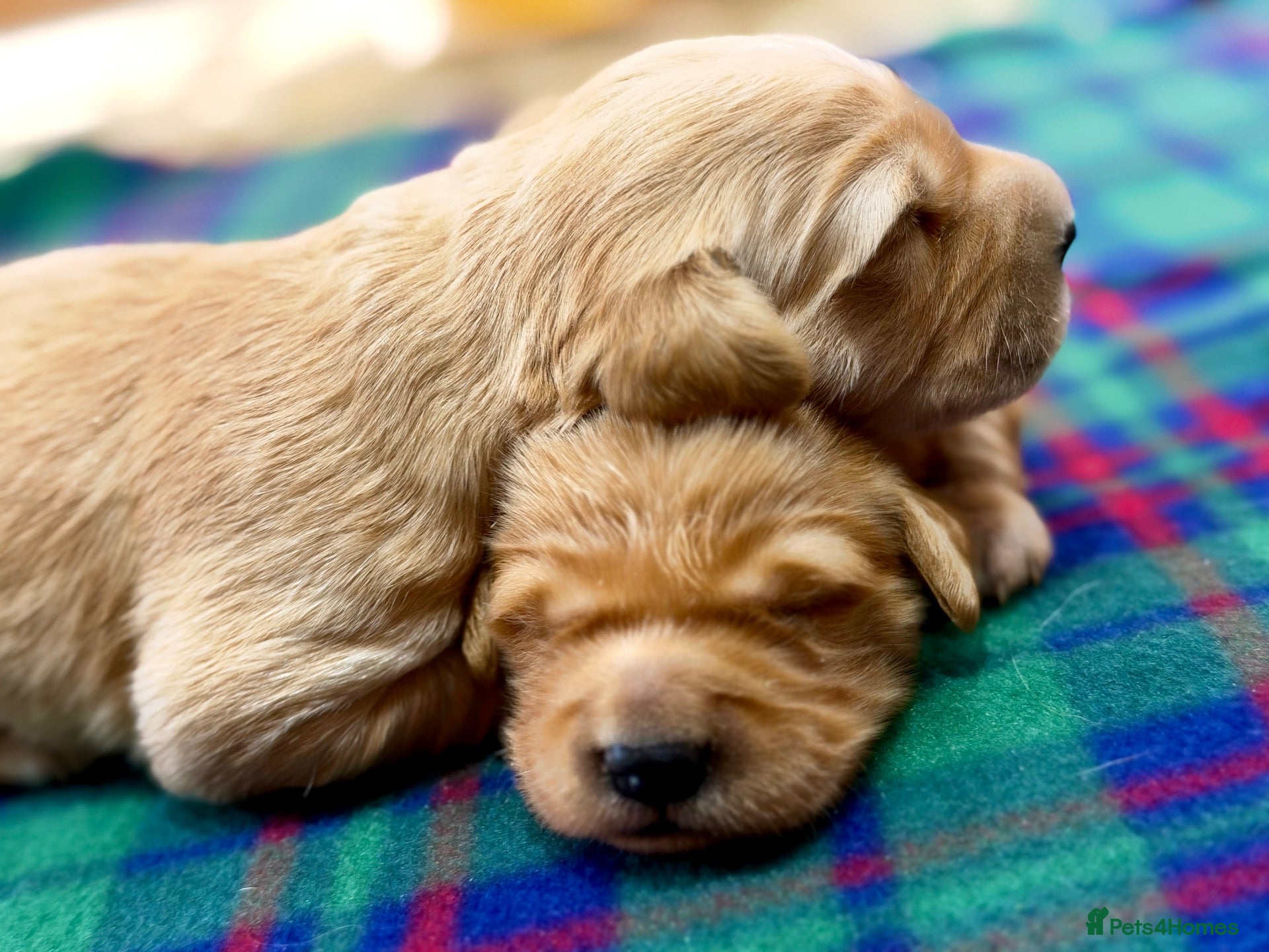 Golden Retriever dogs Gorgeous Golden Retrievers - Advert 2