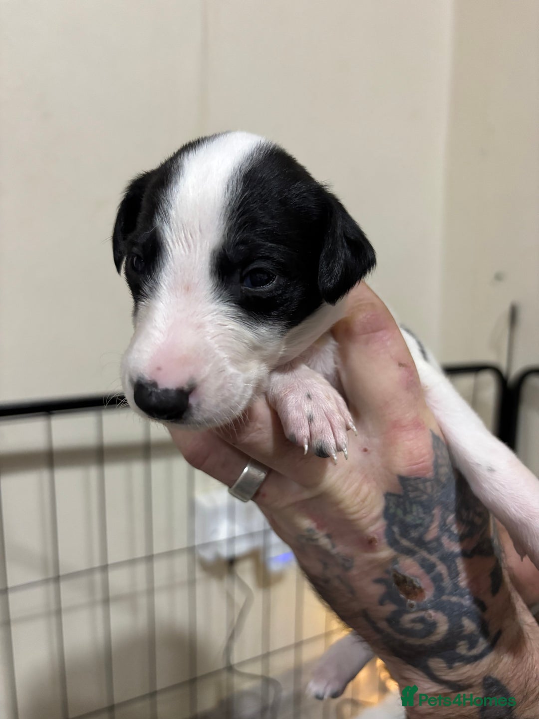 Whippet dogs for sale: Whippet puppies  - Advert 11