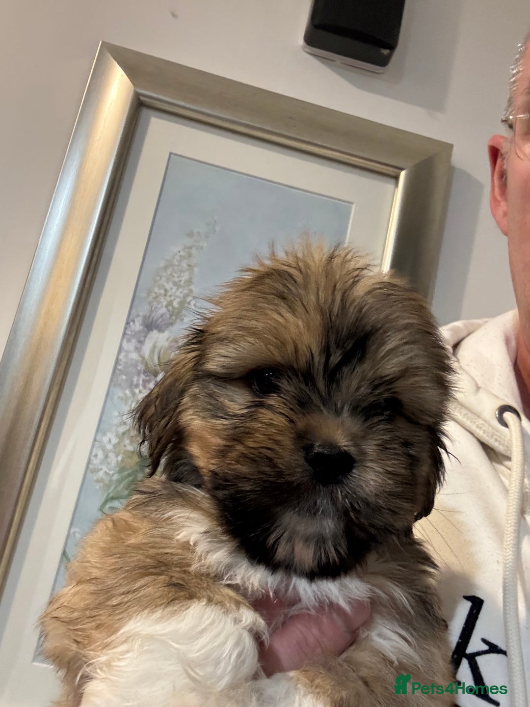 Lhasa Apso dogs for sale: Fabulous KC reg gold male Lhasa apso - Advert 4