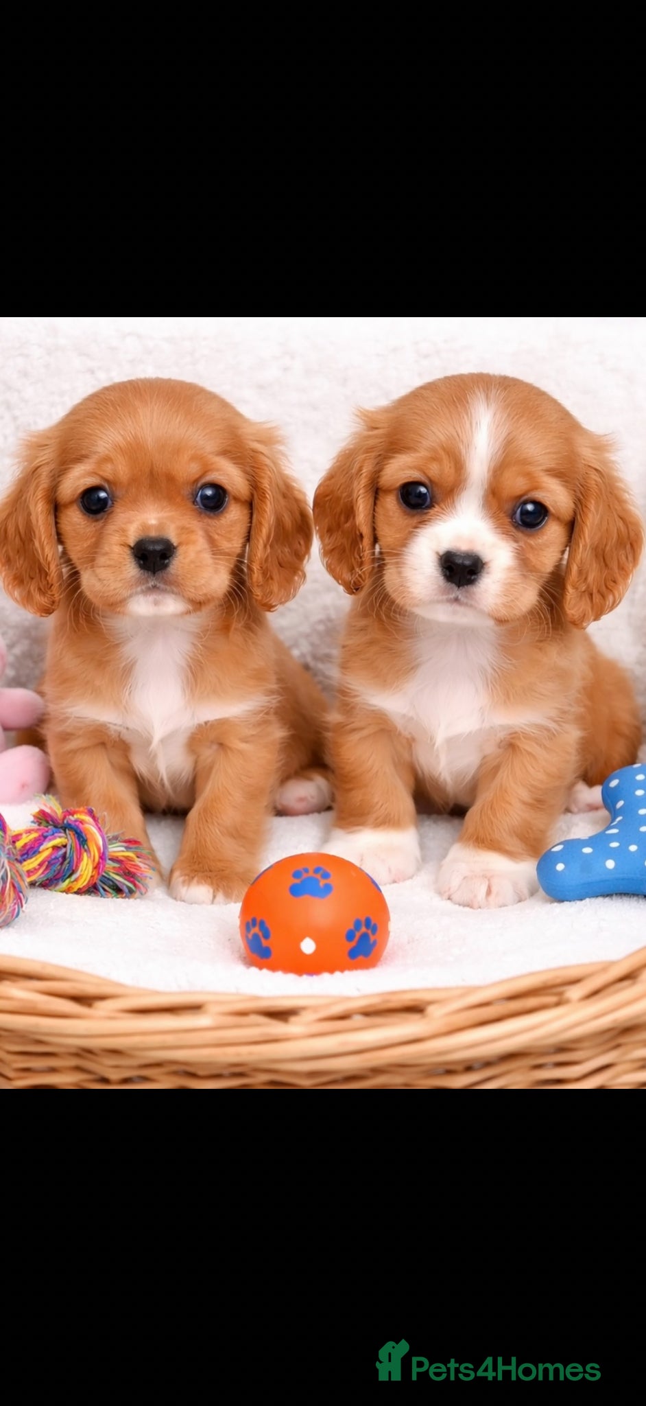 Cavalier King Charles Spaniel dogs Beautiful, Cavalier King Charles Spaniel puppies - Advert 1