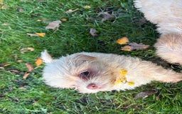 Poochon dogs for sale: READY FOR HER NEW PAW PACK  - Advert 35