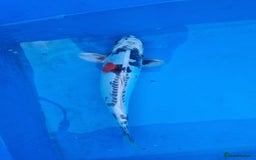 Koi Carp fish for sale: Variety of koi for sale  - Advert 15