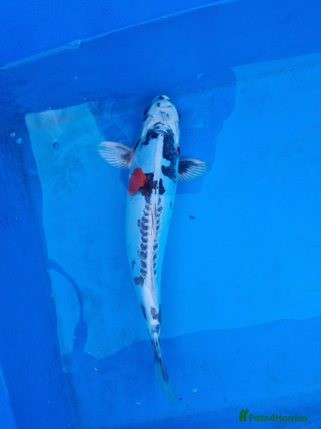 Koi Carp fish for sale: Variety of koi for sale  - Advert 15