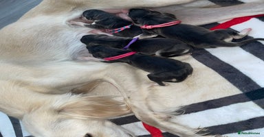 Saluki dogs - Advert 3