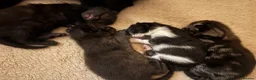 Mixed Breed cats for sale: 4 beautiful kittens  - Advert 1