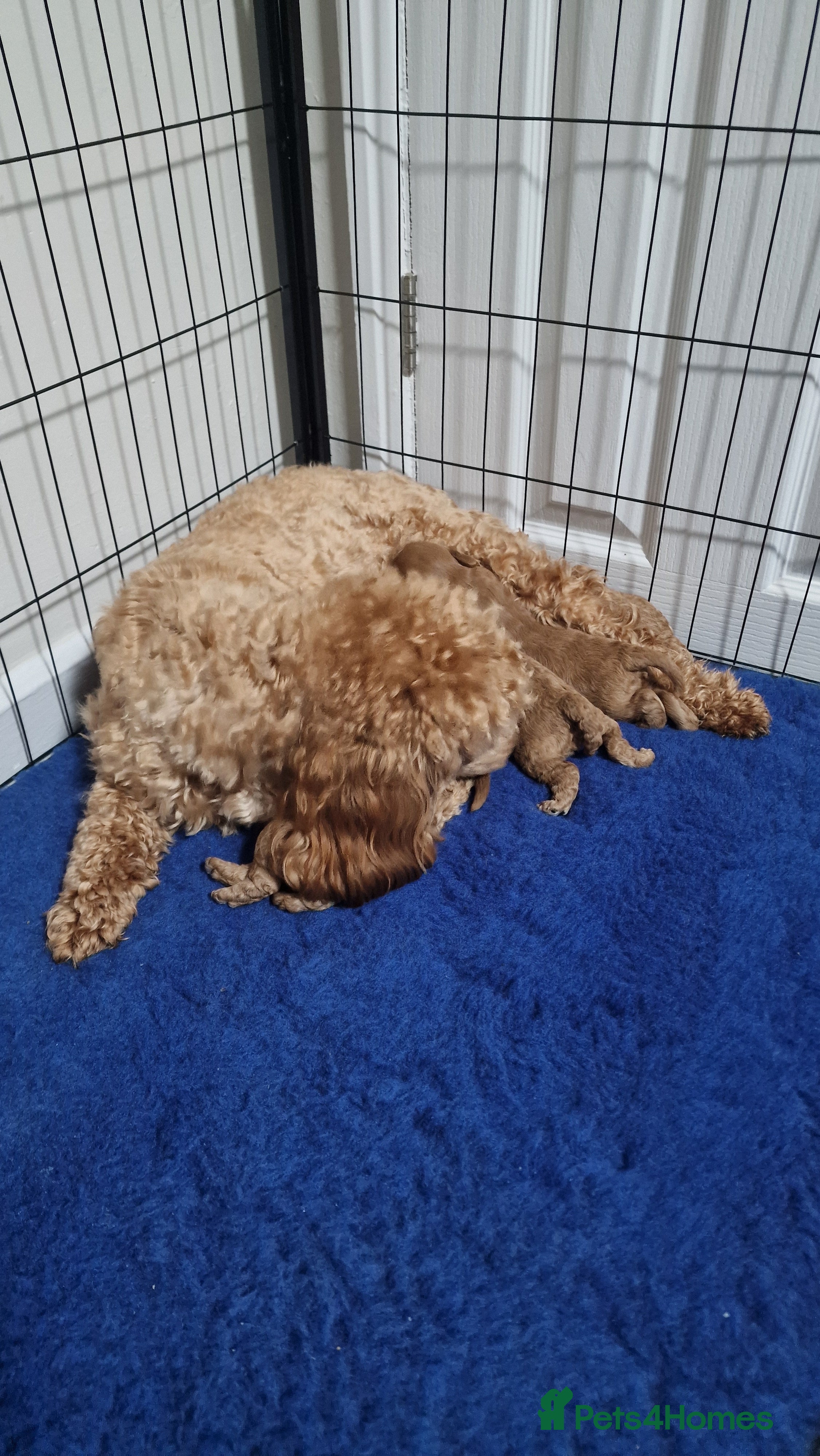 Maltipoo dogs F1B MALTIPOO PUPPIES  - Advert 18