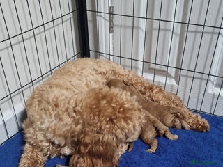 Maltipoo dogs F1B MALTIPOO PUPPIES - Advert 18