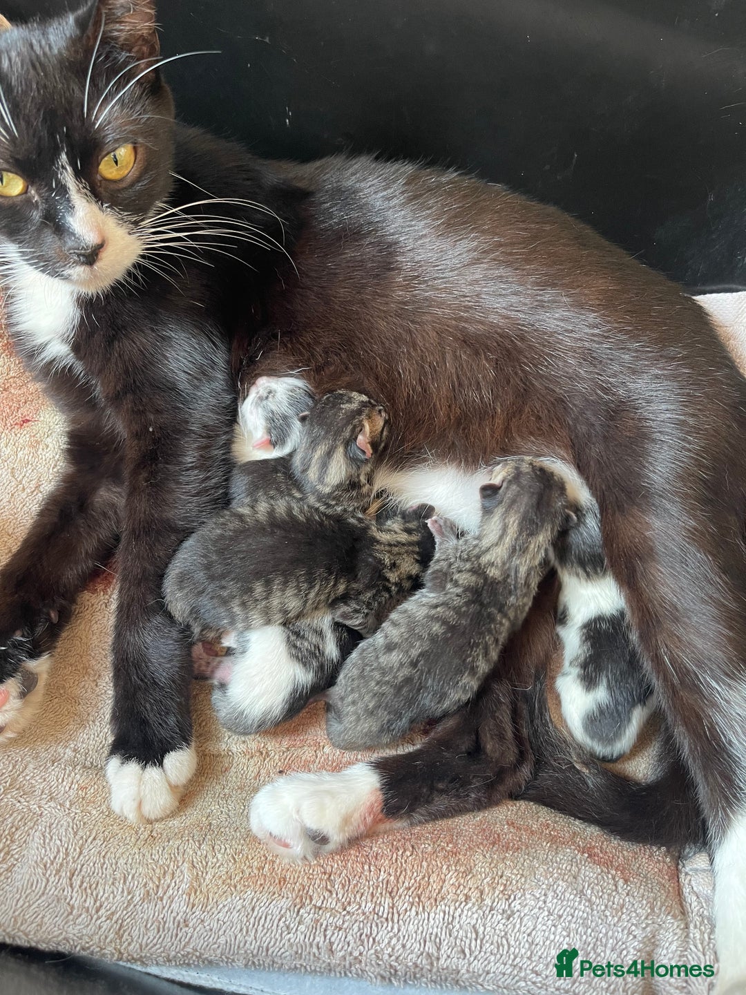 Domestic Shorthair cats for sale: Kittens  - Image 3