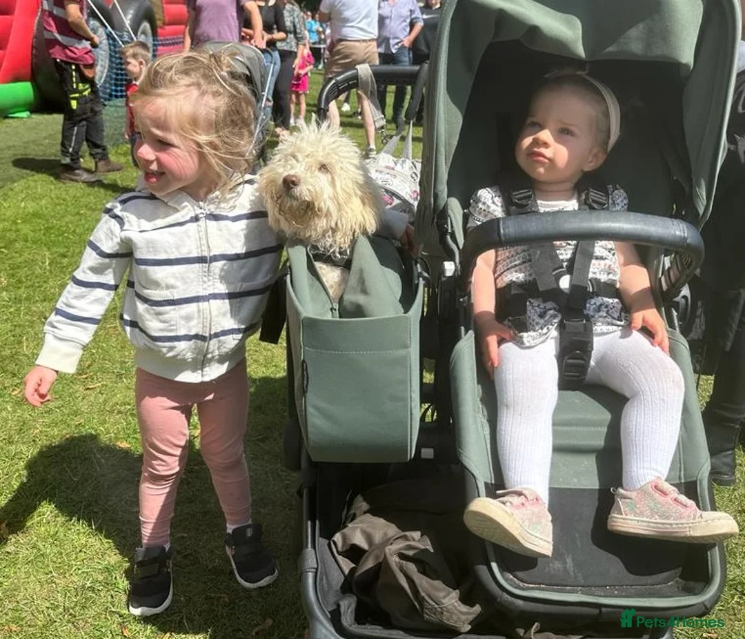 Australian Labradoodle dogs for sale: Miniature Australian Labradoodle Puppies READY May - Advert 23