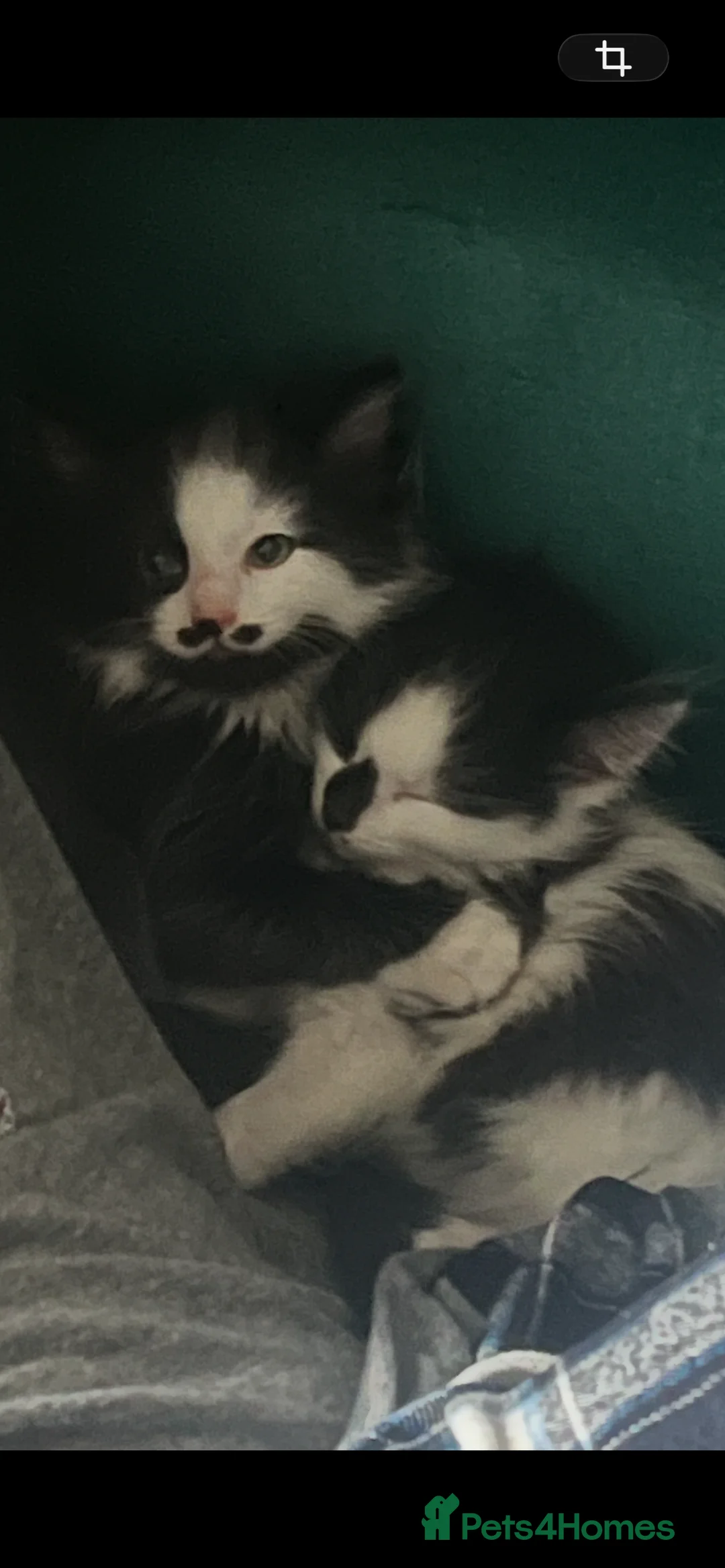 Mixed Breed cats for sale: Mr Moustache 🥸🥰beautiful long haired boy ❤️ - Advert 8