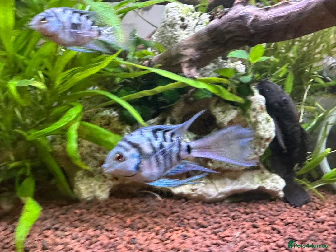Cichlids fish for sale: Tropical Fish Blue Cichlids – Including Long-Fin - Advert 10